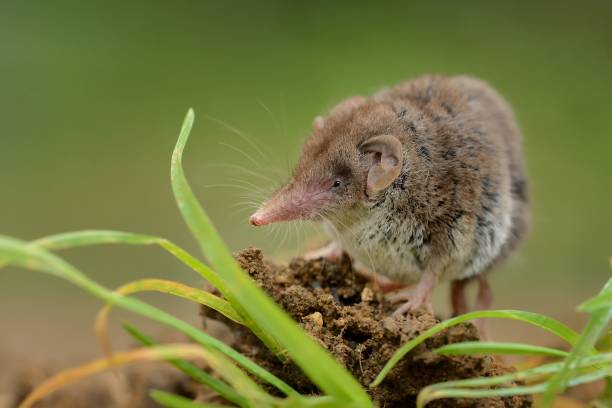 The Amazing Shrew