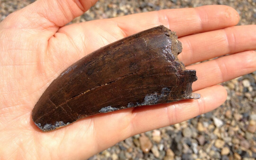 Fossils Declare the Glory of God