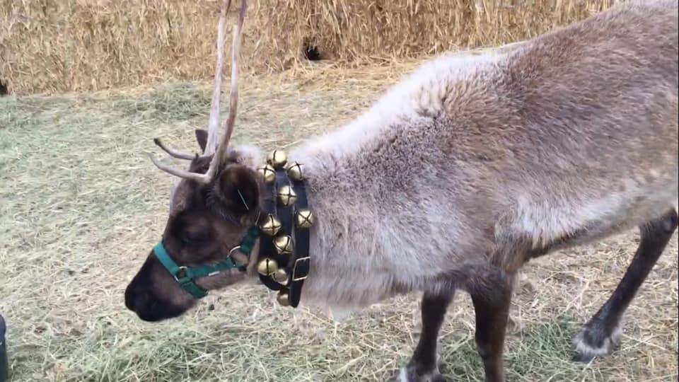 Always Winter…Never Christmas