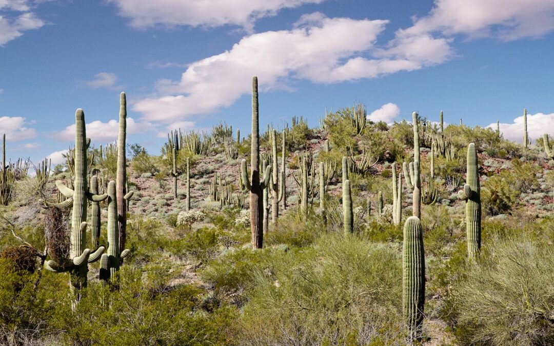 The Nature of Gift-Giving